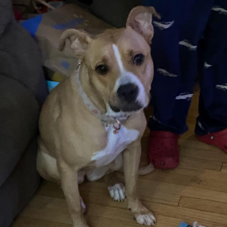 Enlarge Layla, a Adoptable mixed breed in Saratoga Springs, NY image 3/3