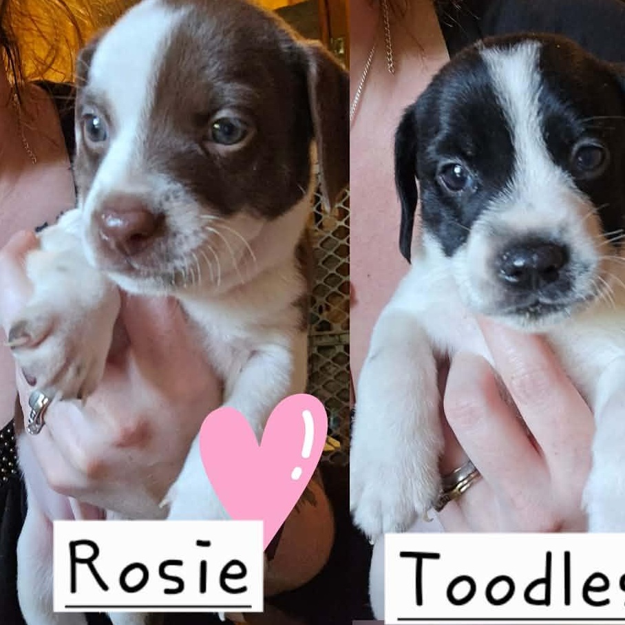Rosie, Adopted, Puppy Female Hound & Pit Bull Terrier.