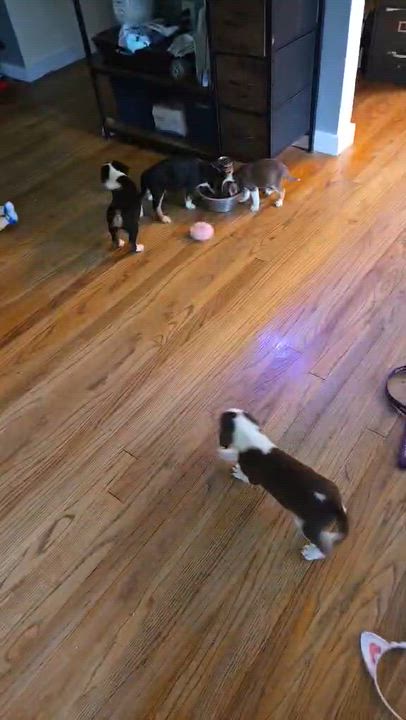Enlarge Rosie, a Adopted mixed breed in Newark valley, NY video 4/5