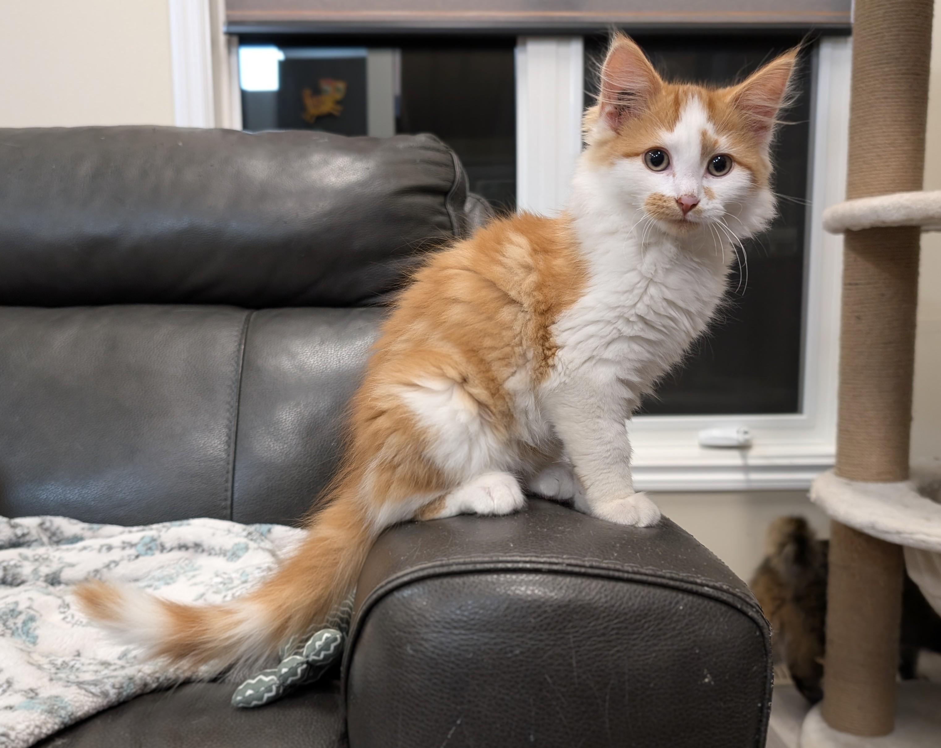 Enlarge Frank, a Adoptable Domestic Medium Hair in Steinbach, MB image 2/3