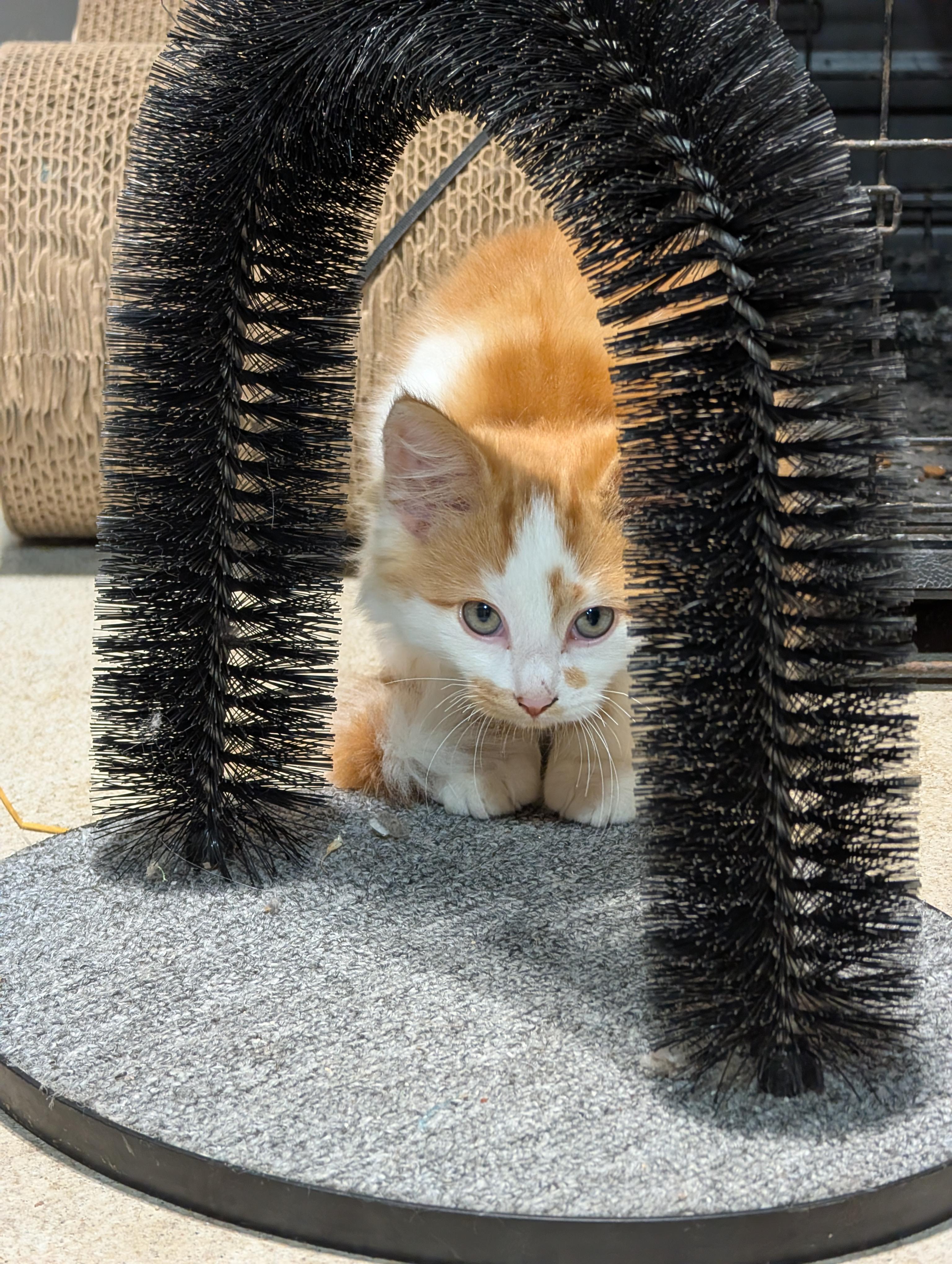 Enlarge Frank, a Adoptable Domestic Medium Hair in Steinbach, MB image 3/3