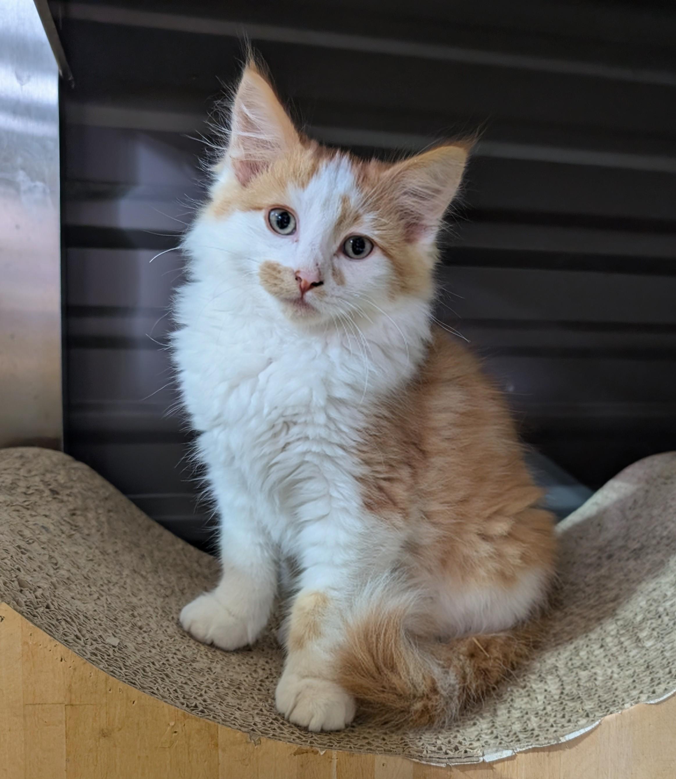 Enlarge Frank, a Adoptable Domestic Medium Hair in Steinbach, MB image 1/3