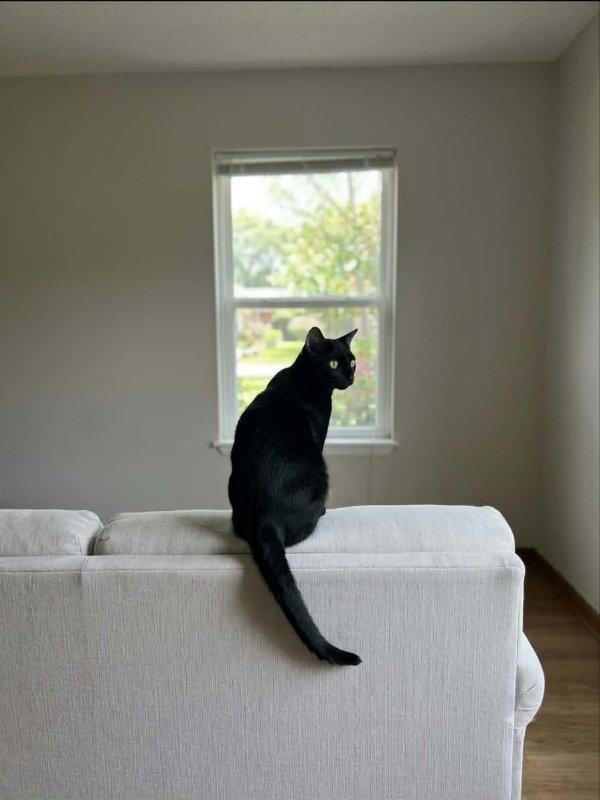 Enlarge Jester, a Adoptable Domestic Short Hair in Pineville, LA image 2/2