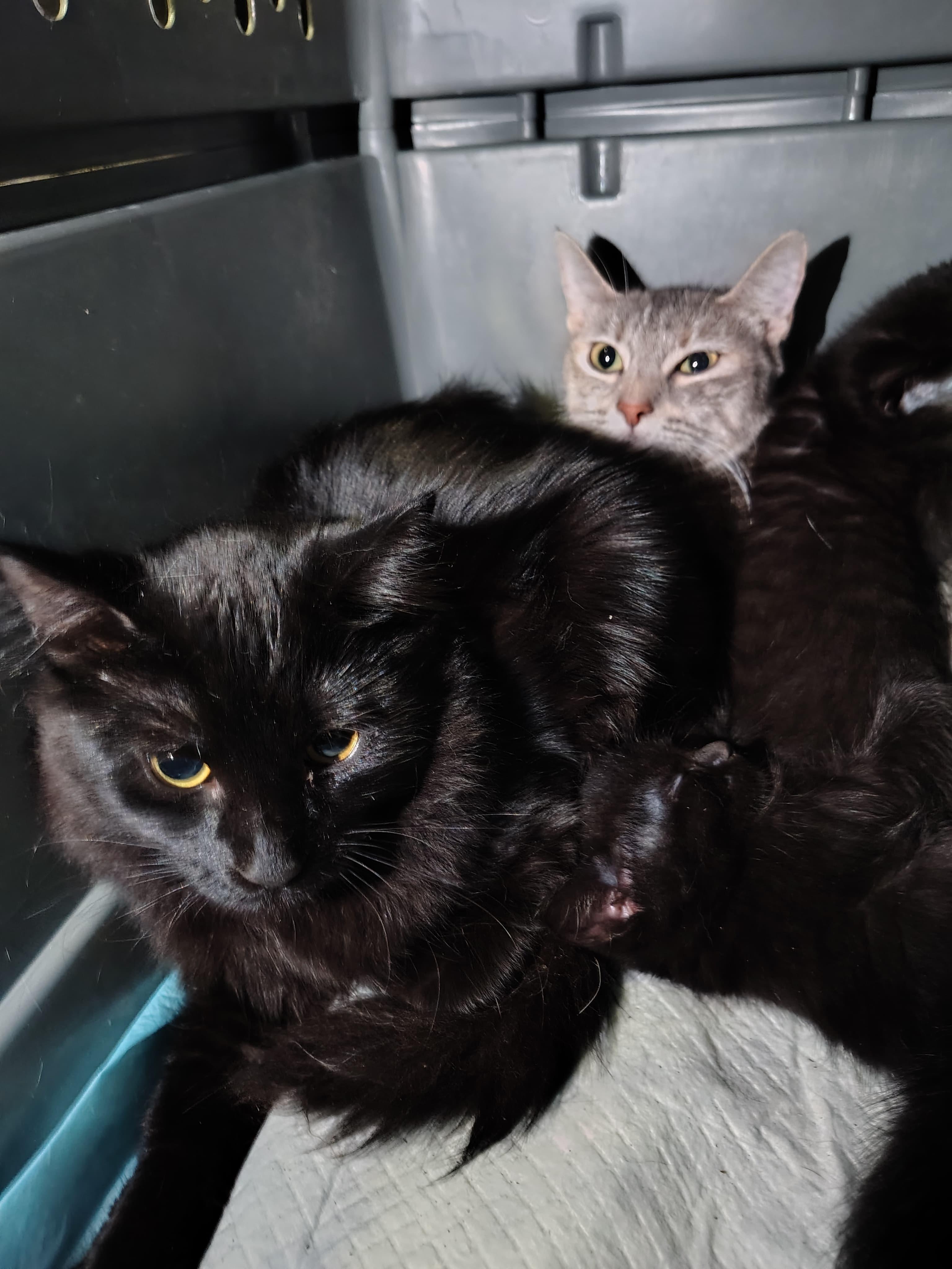 Enlarge Allie, a ADOPTABLE American Shorthair in Weehawken, NJ image 3/5