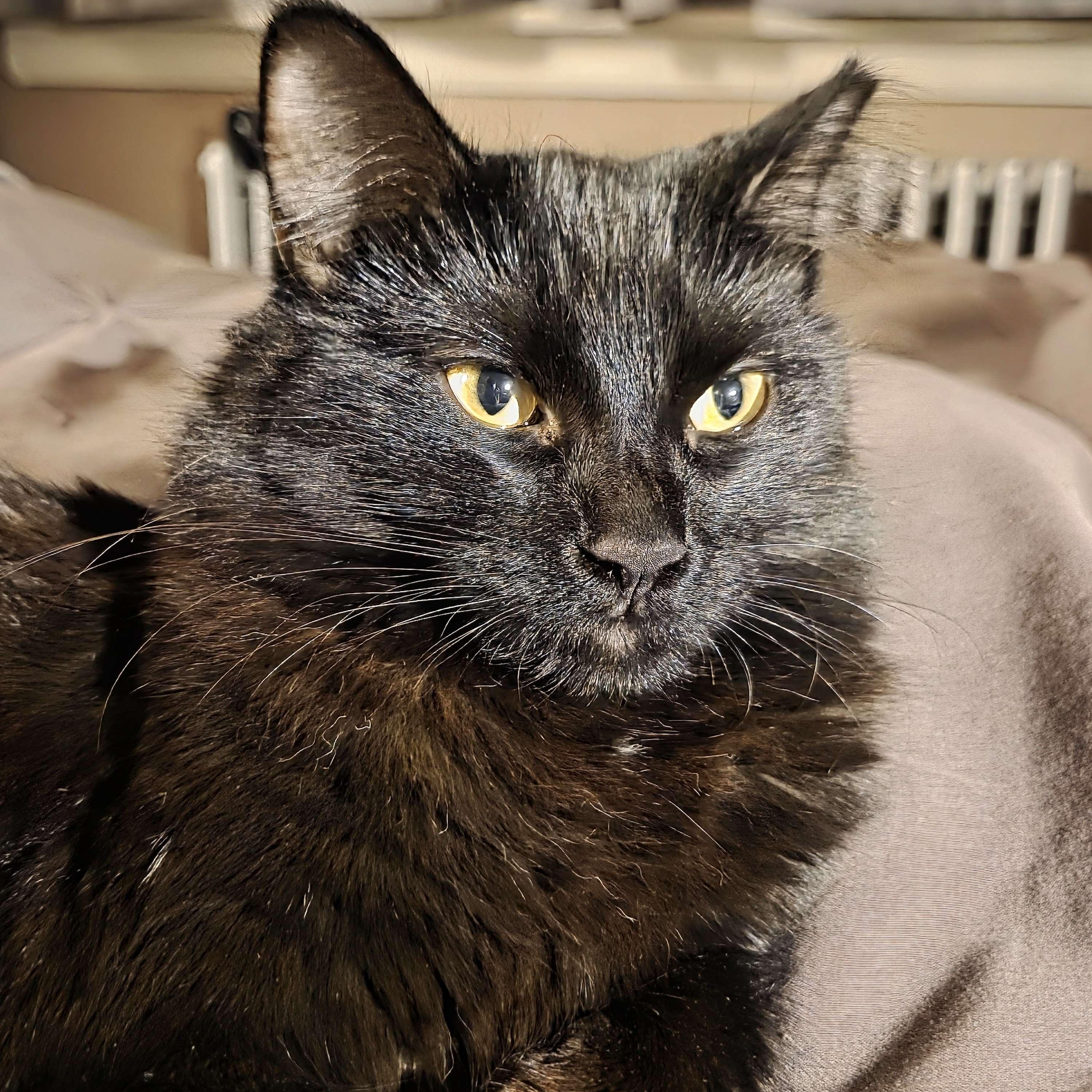 Allie, ADOPTABLE, Young Female American Shorthair.