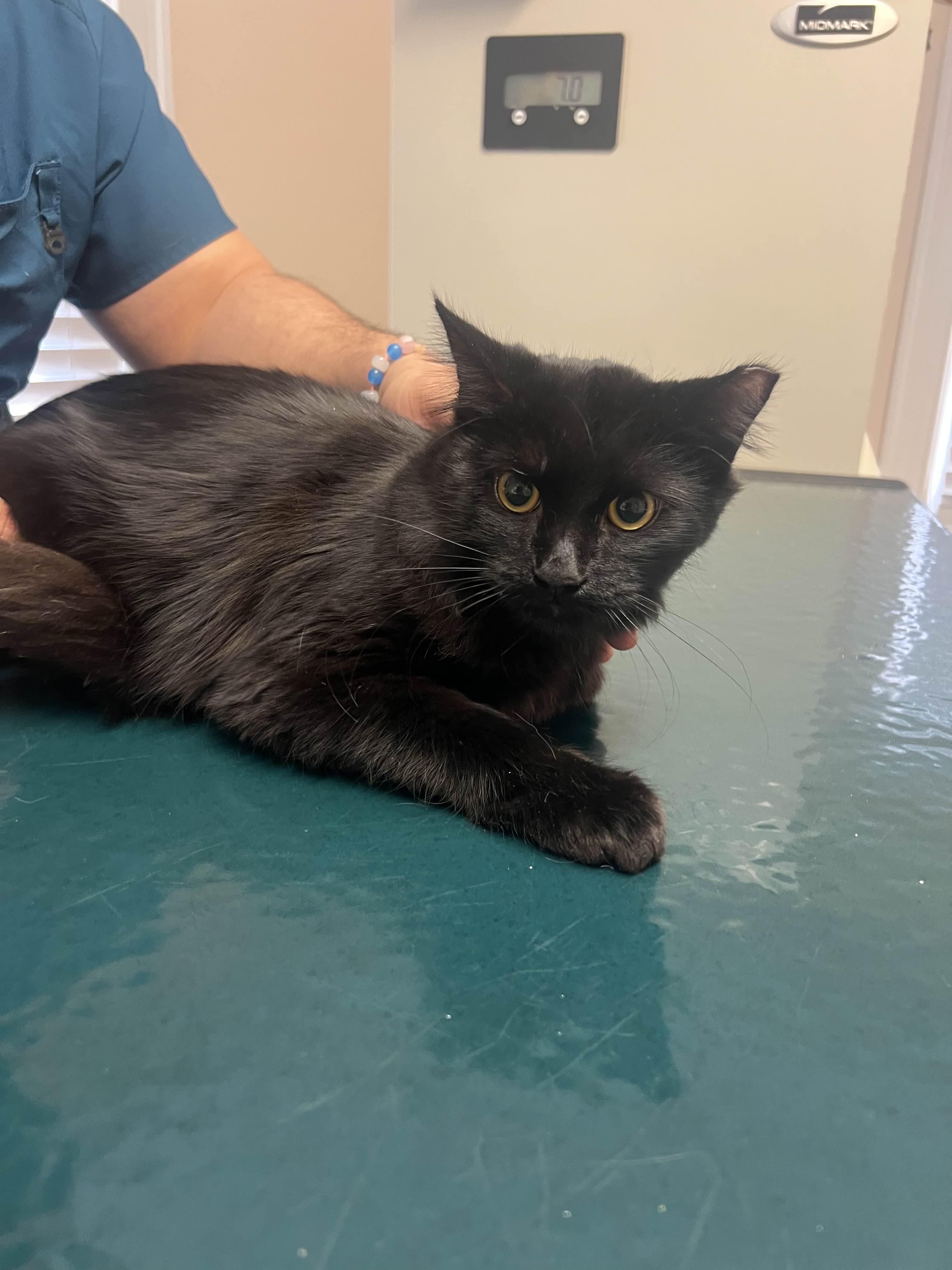 Enlarge Allie, a ADOPTABLE American Shorthair in Weehawken, NJ image 4/5