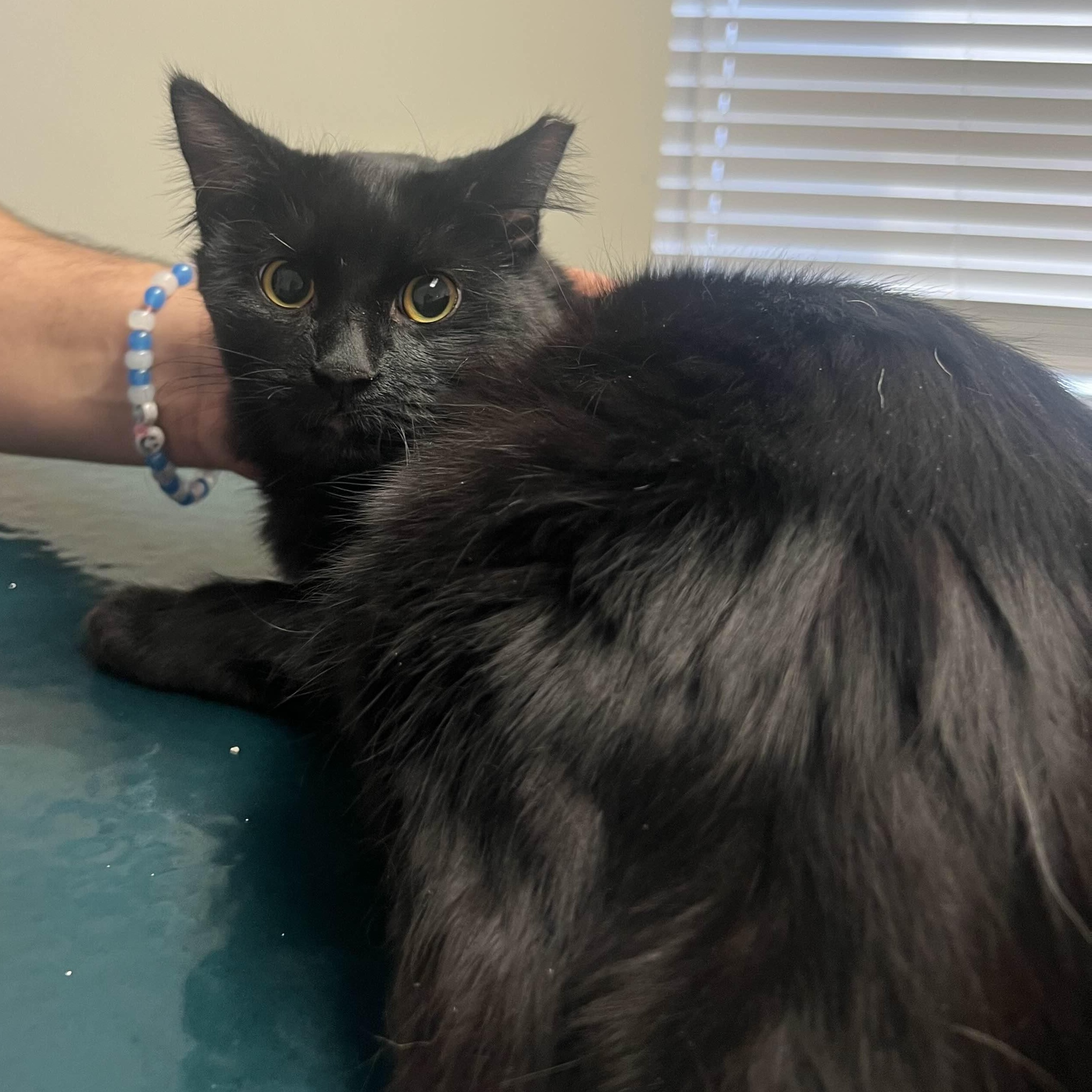 Allie, ADOPTABLE, Adult Female American Shorthair.