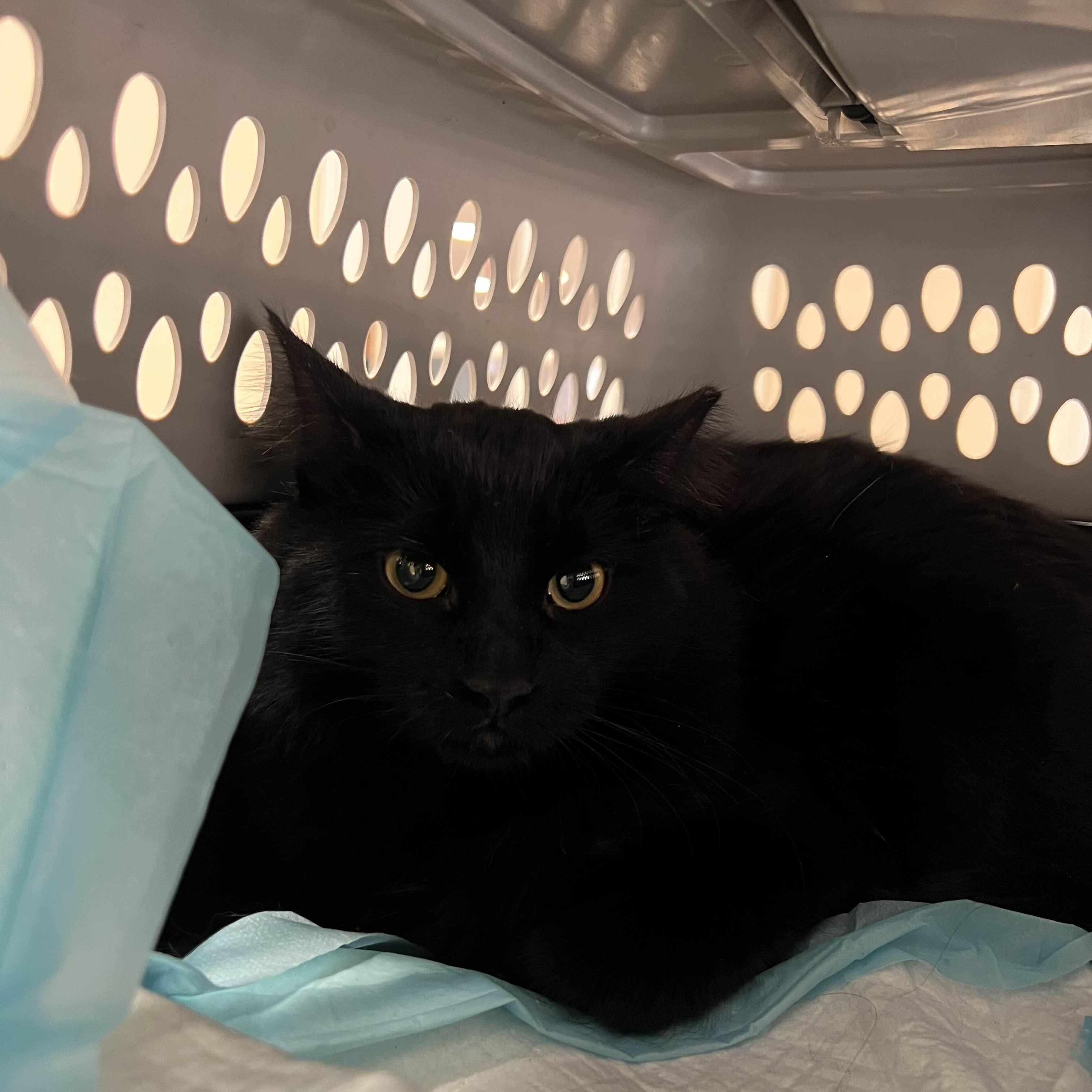 Enlarge Allie, a ADOPTABLE American Shorthair in Weehawken, NJ image 2/5