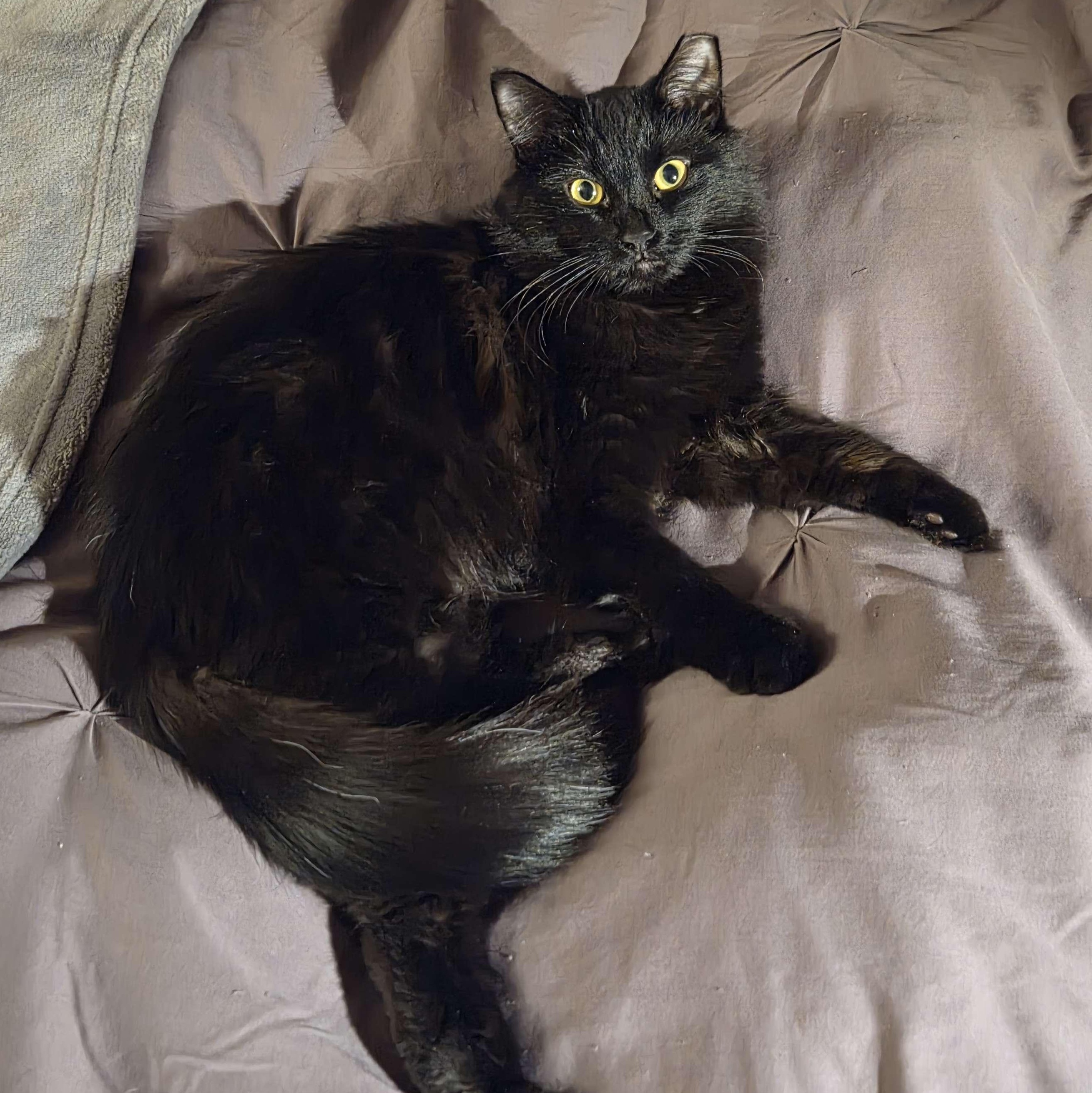 Allie, adoptable, Kitten Female American Shorthair.