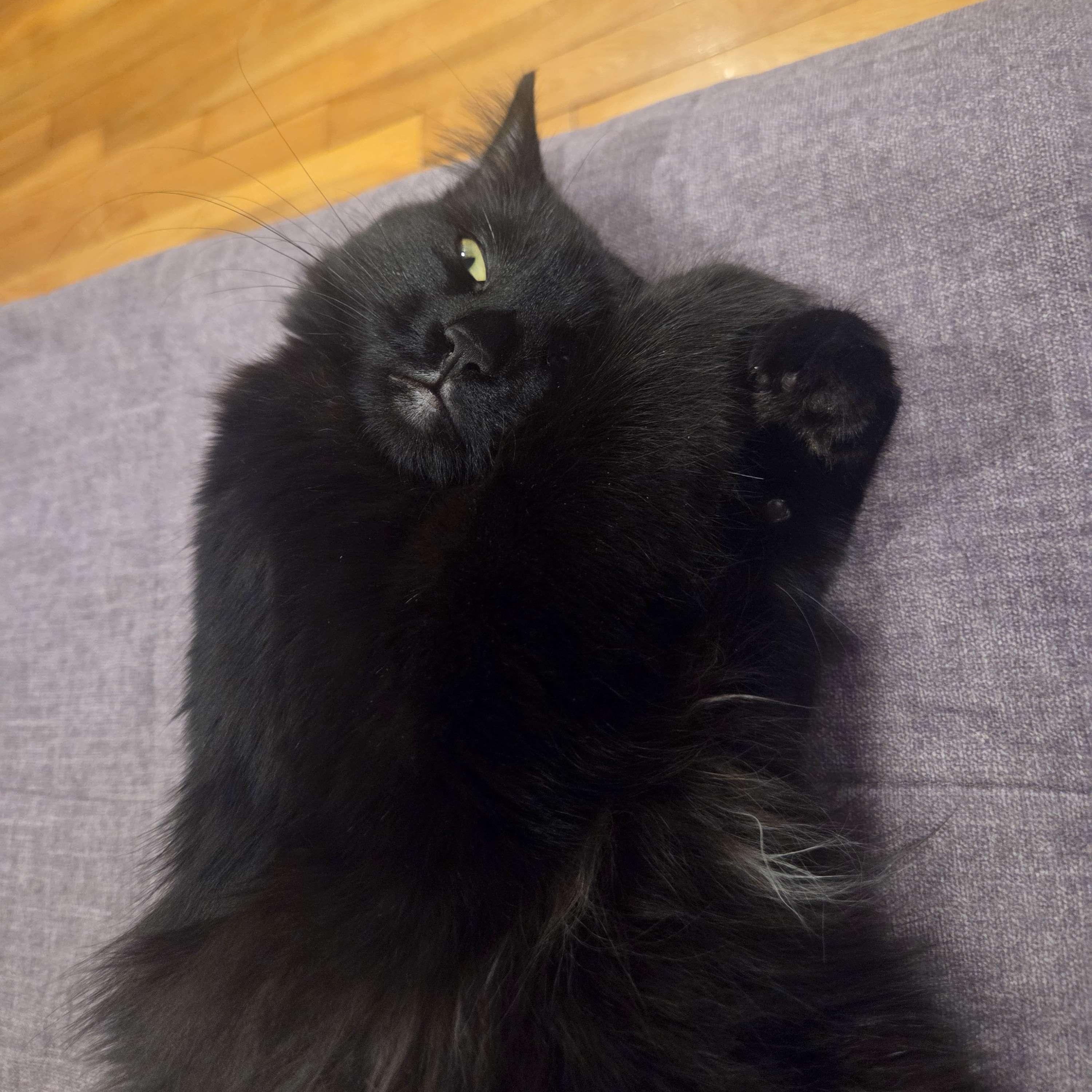 Enlarge Allie, an adoptable American Shorthair in Weehawken, NJ image 4/6