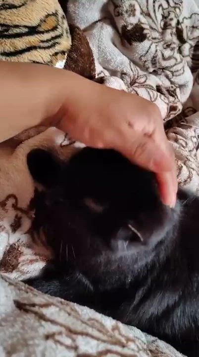 Enlarge Allie, a ADOPTABLE American Shorthair in Weehawken, NJ video 5/5