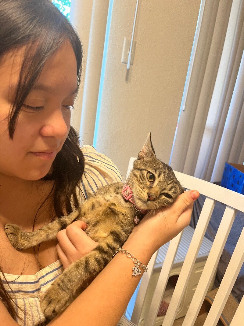 Cat for adoption Lilac Bloom, a Domestic Short Hair Mix in