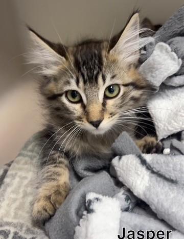 Jasper, Adoptable, Kitten Male Domestic Medium Hair.