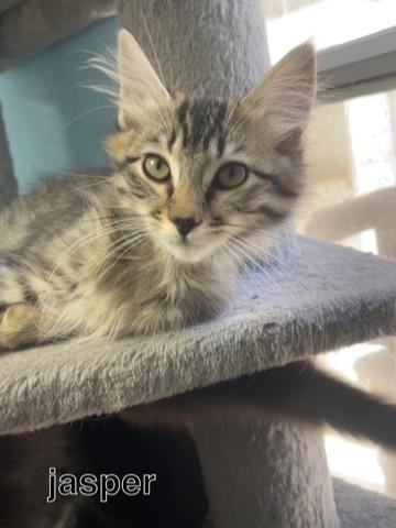 Enlarge Jasper, a Adoptable Domestic Medium Hair in Hollister, CA image 2/2