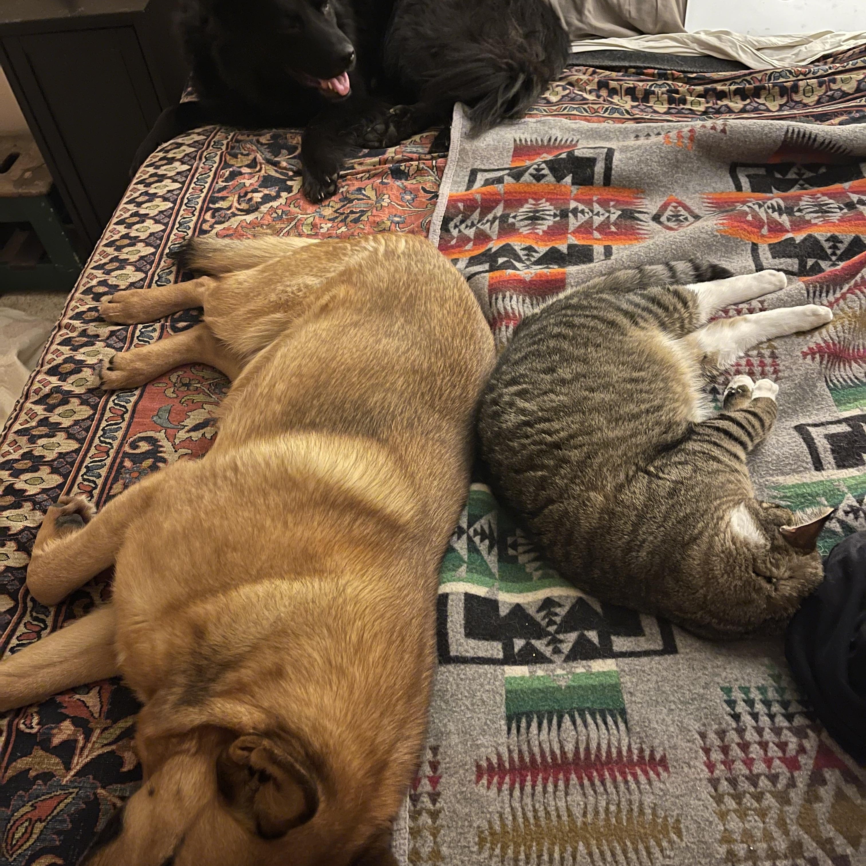 Canute (Courtesy Post) 4