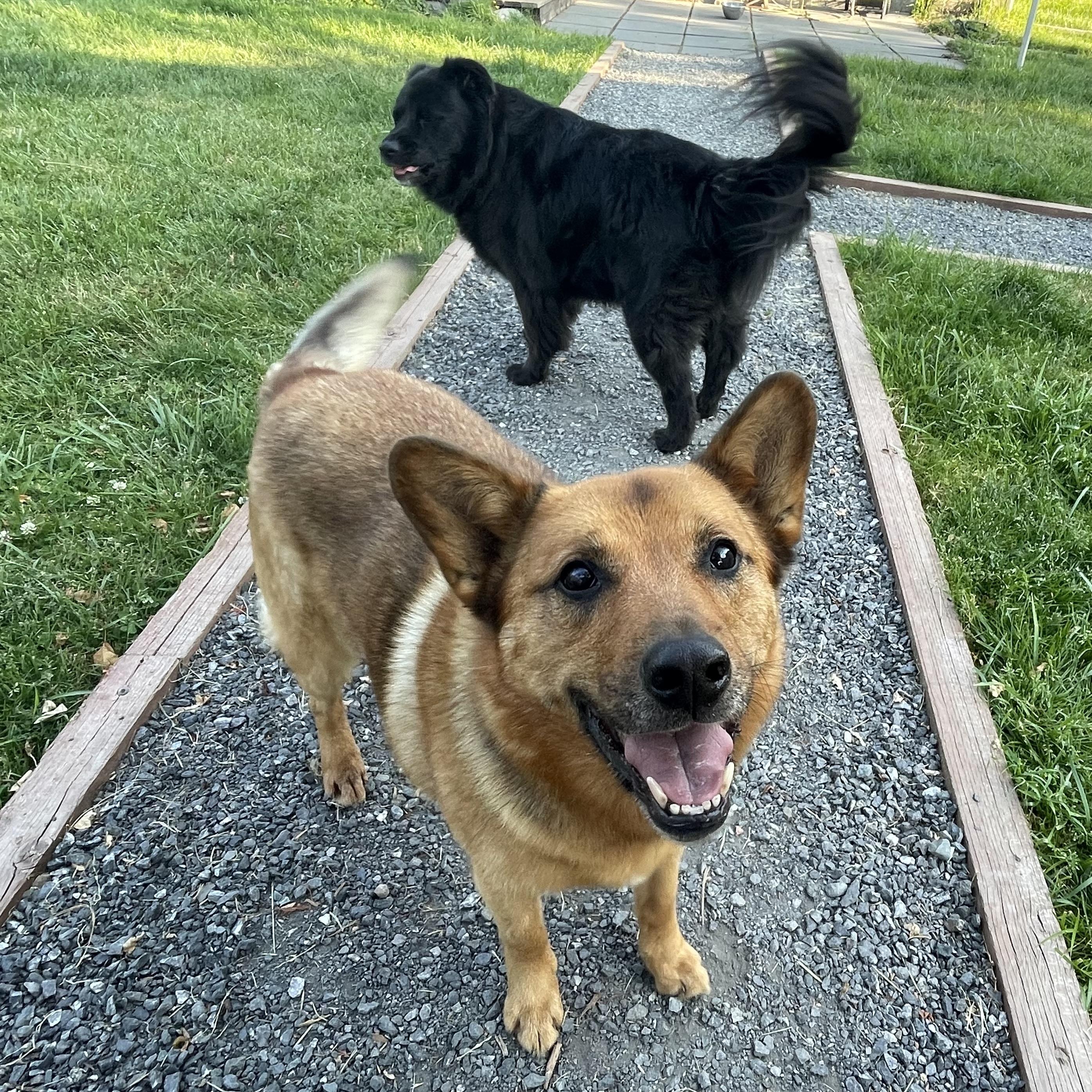 Canute (Courtesy Post) 3