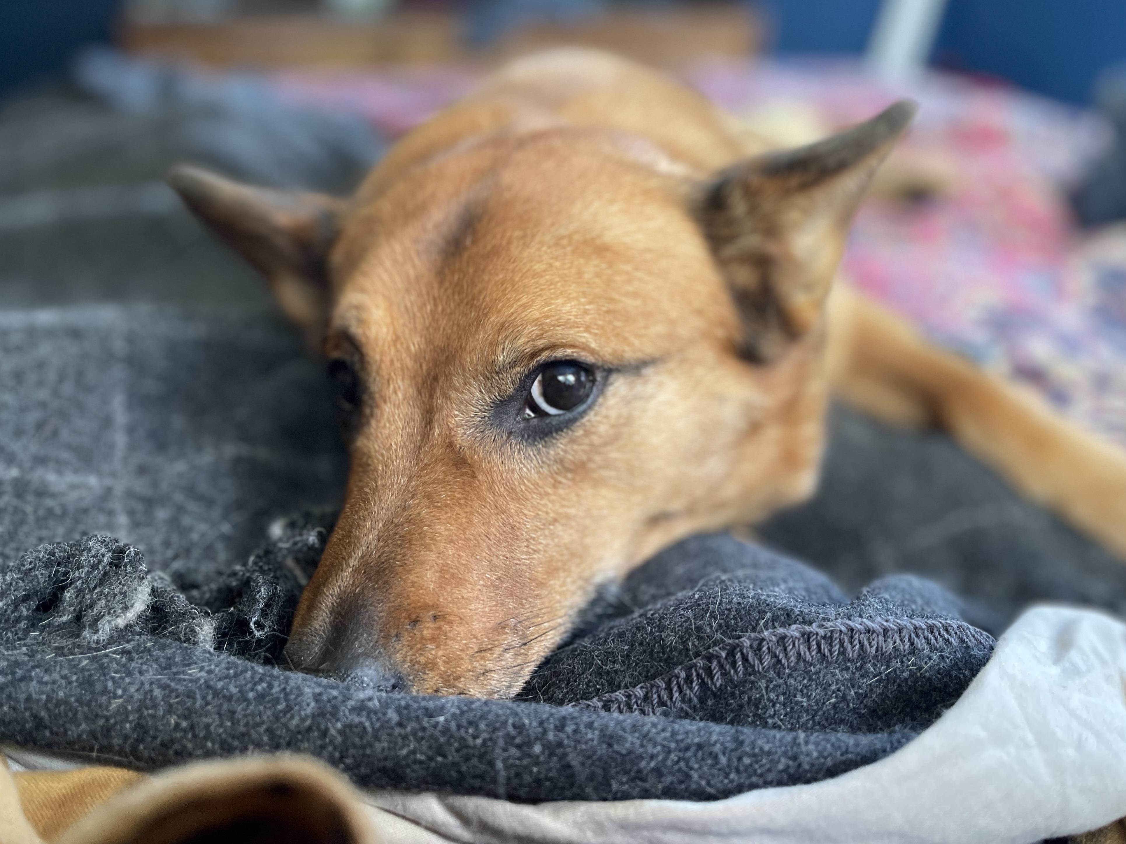 Canute (Courtesy Post) 5