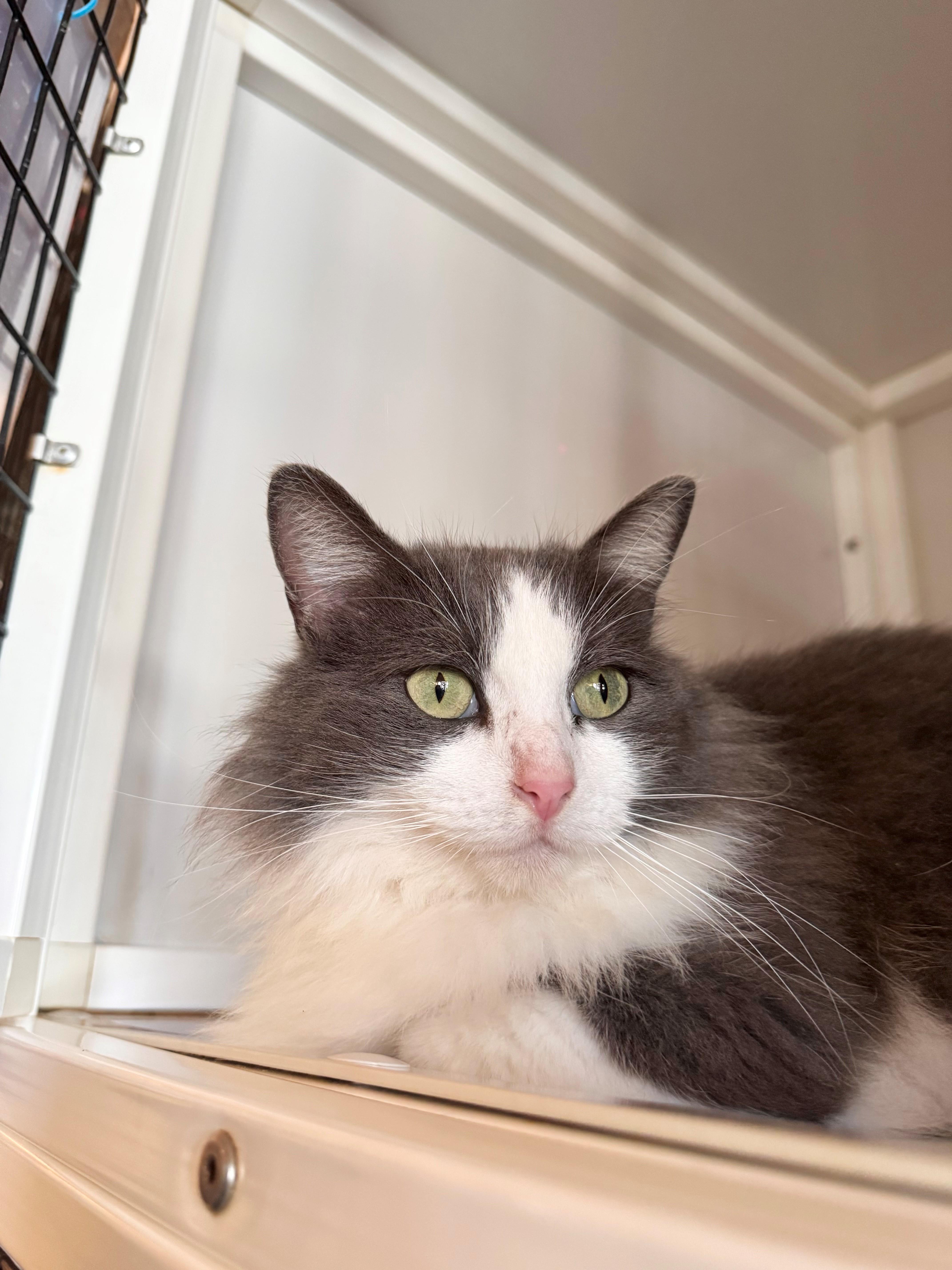 Jules, adopted, Young Female Domestic Long Hair.