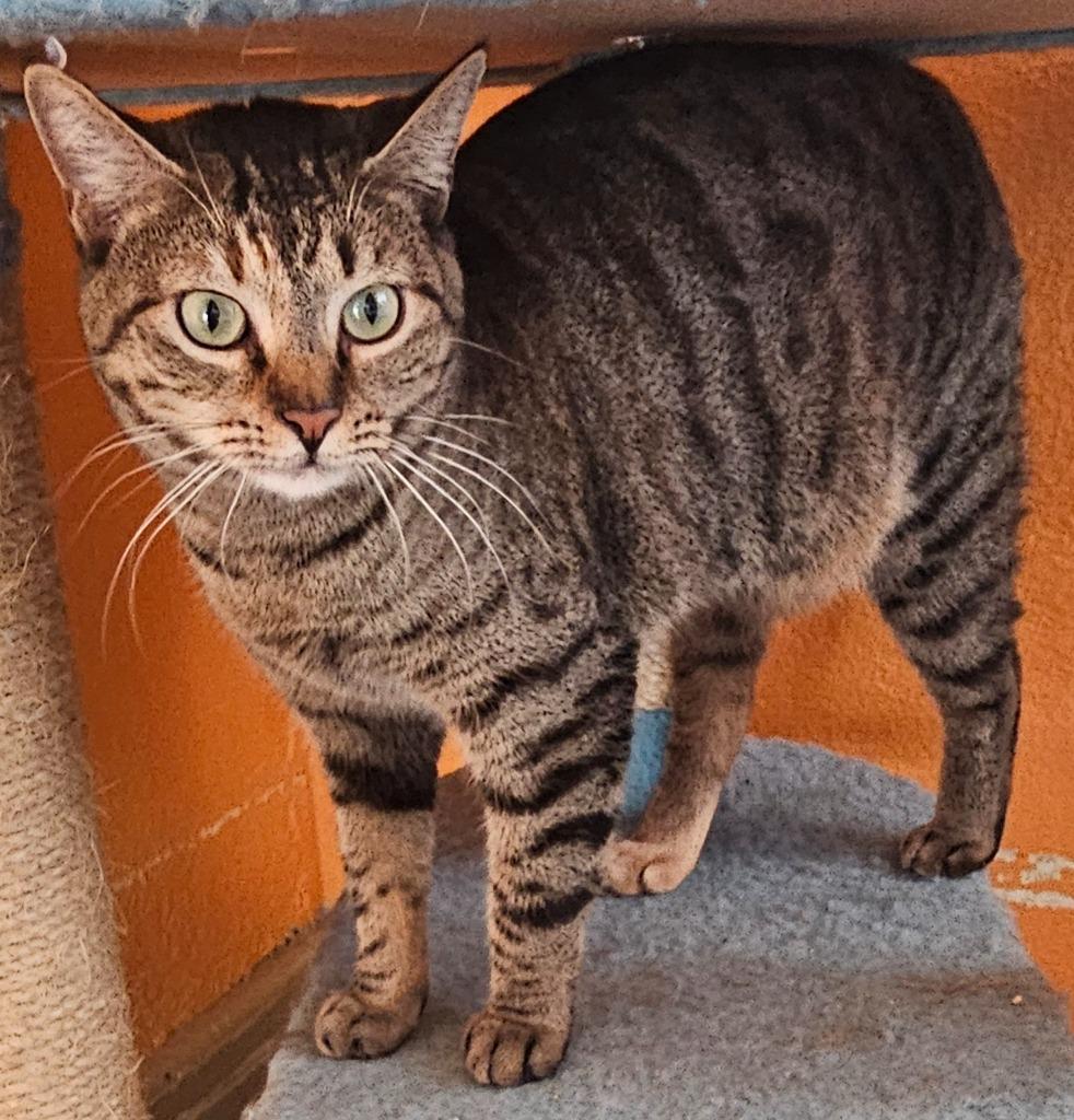 April, a Adoptable mixed breed in Marianna, FL image 1/2