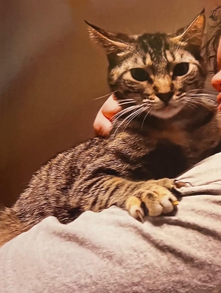 April, a Adoptable mixed breed in Marianna, FL image 2/2