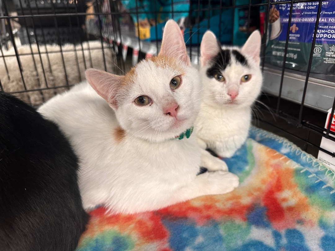 Carbanara , Adopted, Young Male Turkish Van.