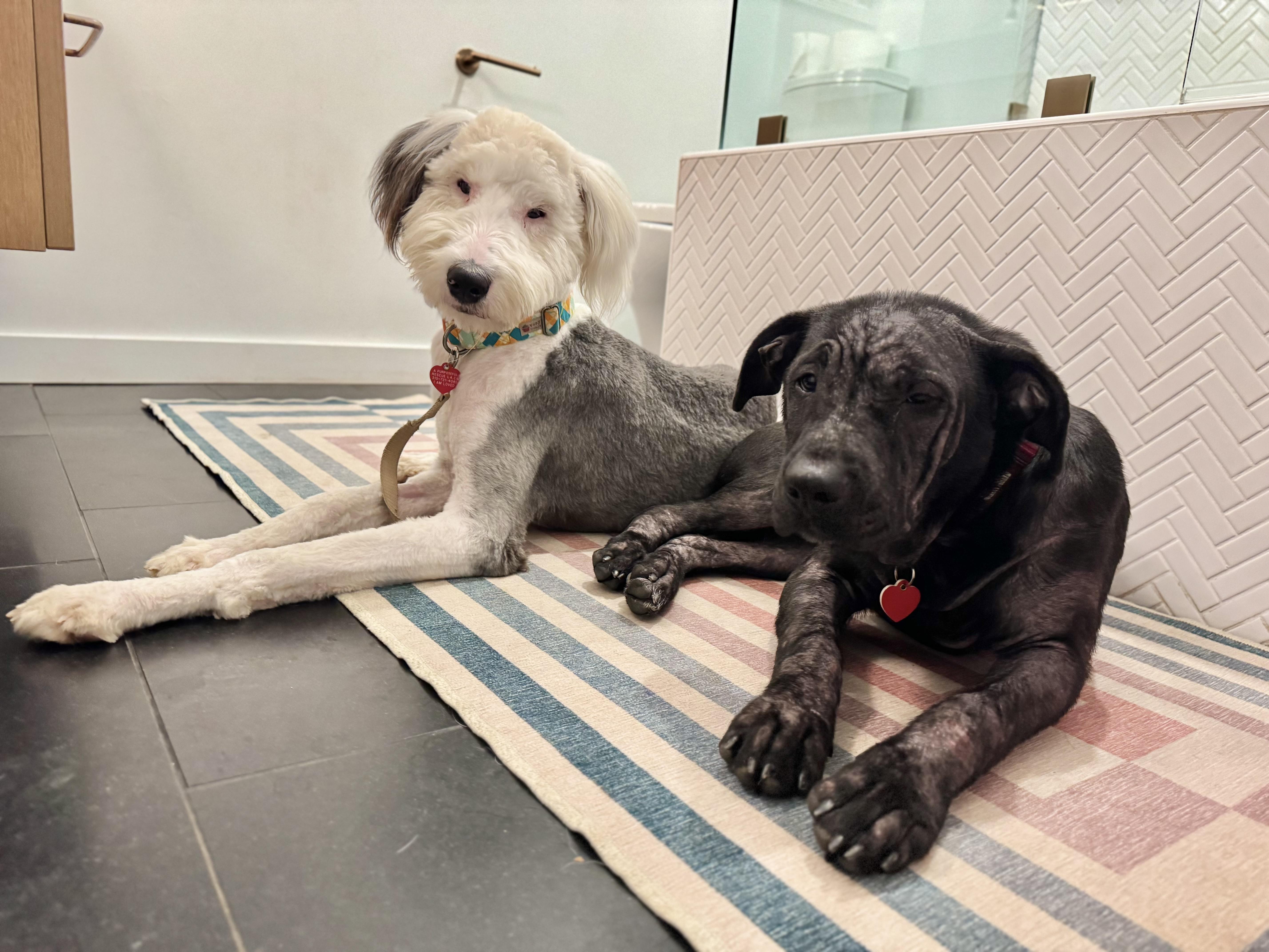 Big Bird thumbnail 2