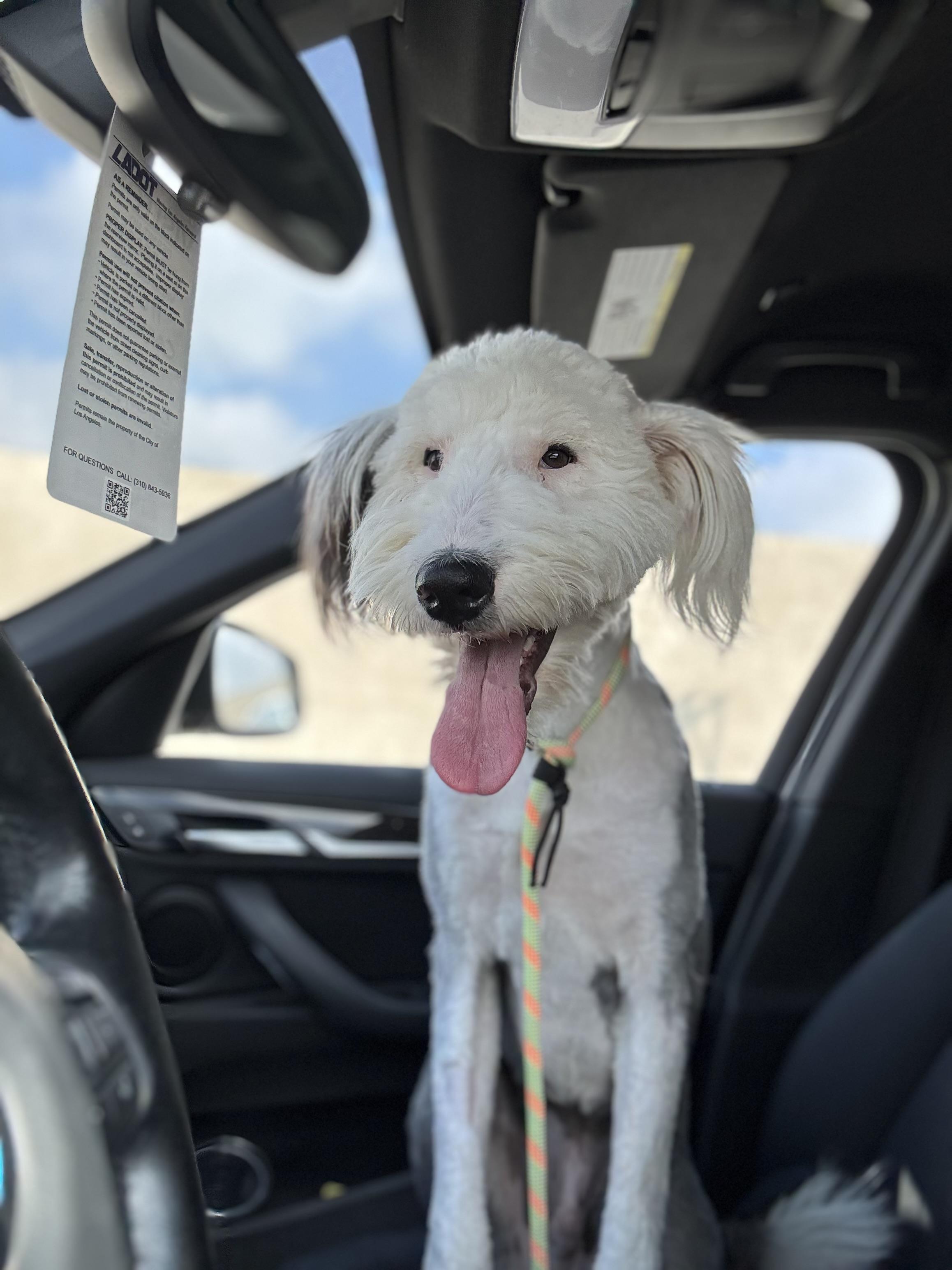 Big Bird thumbnail 4