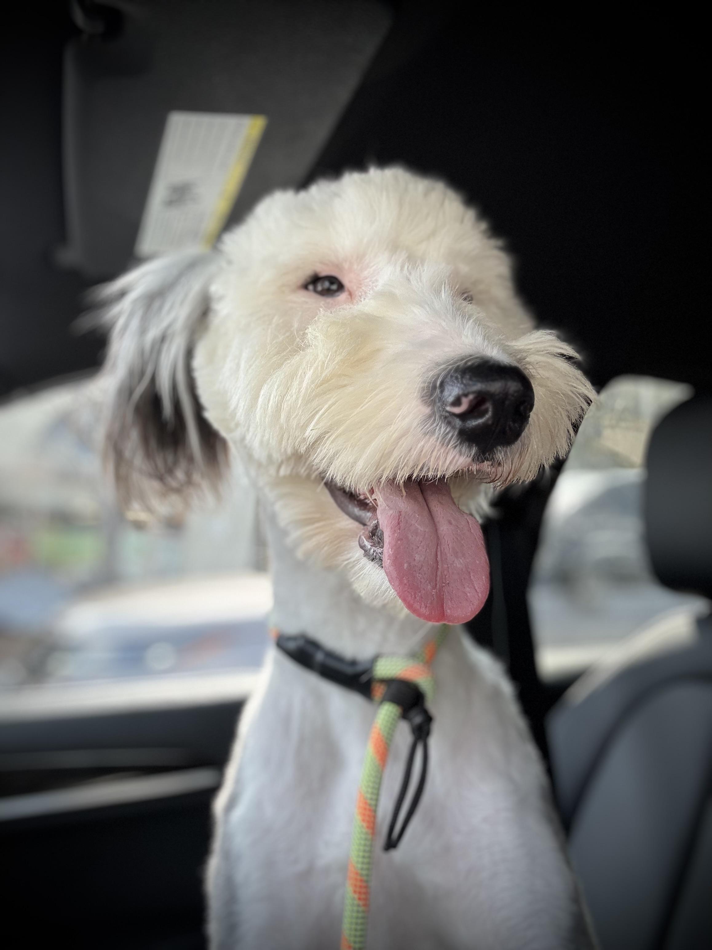 Big Bird thumbnail 5