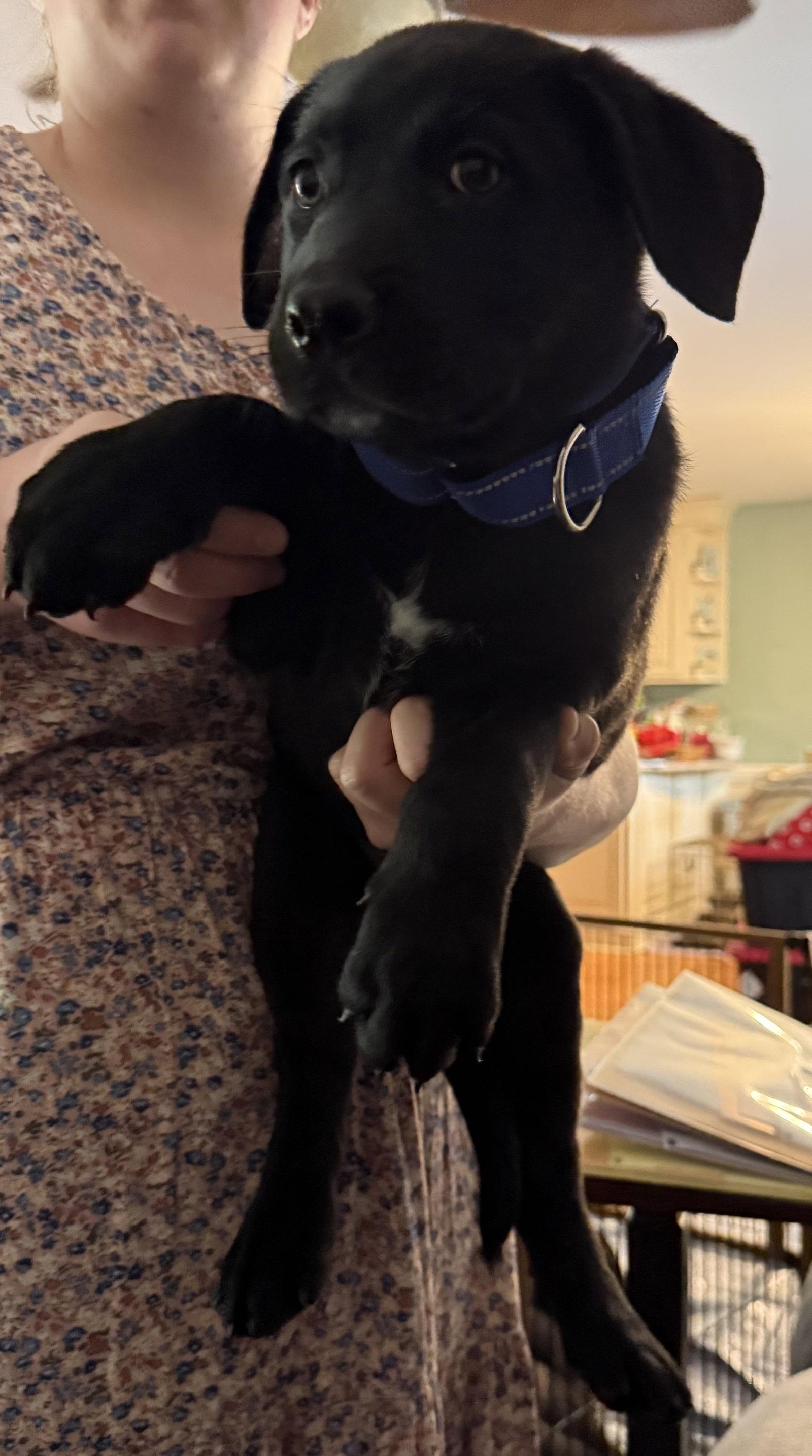 Enlarge Bleu, a Adopted Labrador Retriever in Garner, NC image 1/1