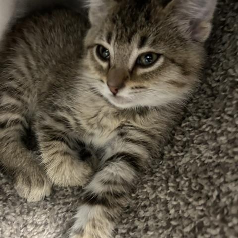 Carolina, ADOPTABLE, Kitten Female Domestic Short Hair.