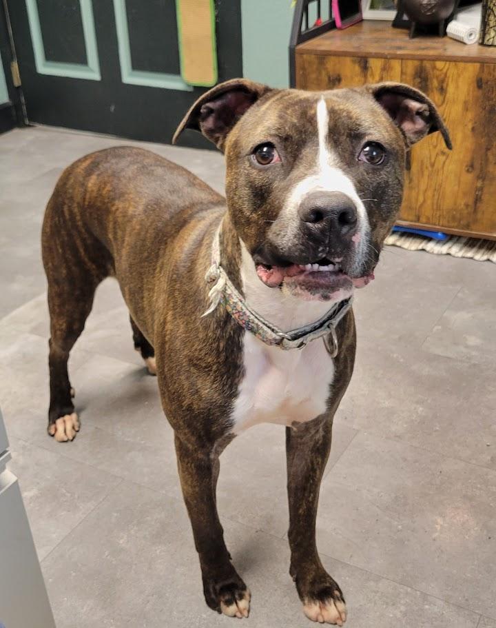 Taco, a Adoptable mixed breed in Lisbon, OH image 5/5