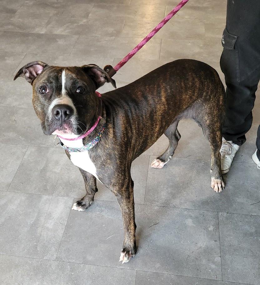 Enlarge Taco, a Adoptable mixed breed in Lisbon, OH image 1/2