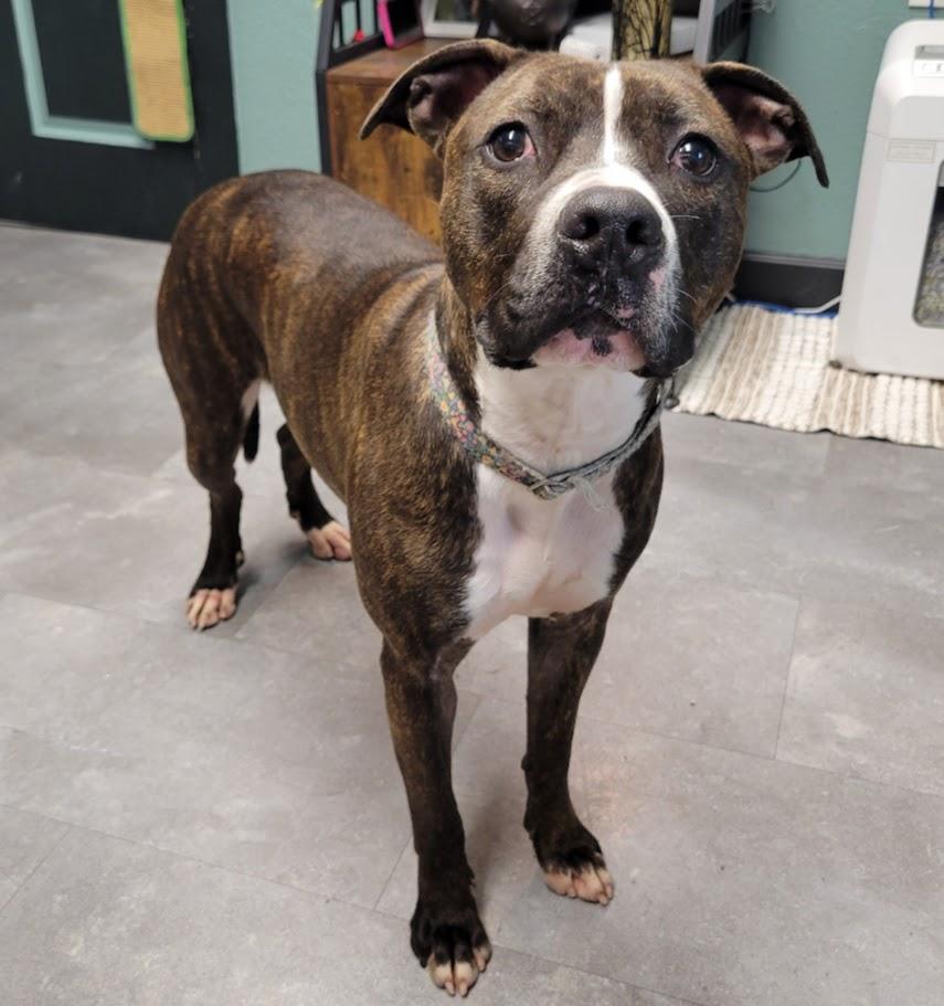 Taco, a Adoptable mixed breed in Lisbon, OH image 3/5