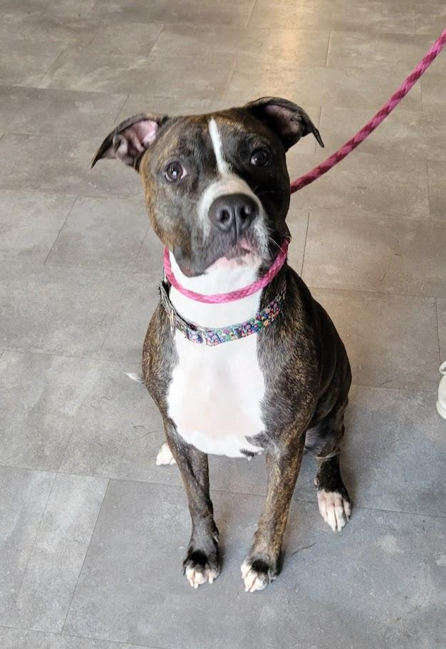 Enlarge Taco, a Adoptable mixed breed in Lisbon, OH image 2/2