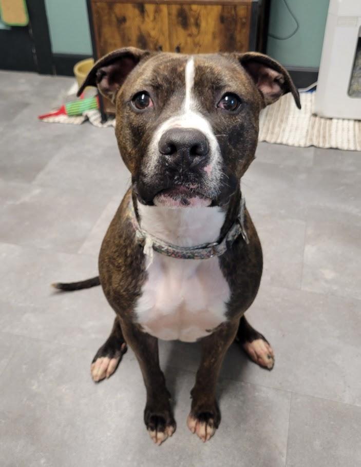Taco, Adoptable, Young Female American Staffordshire Terrier.