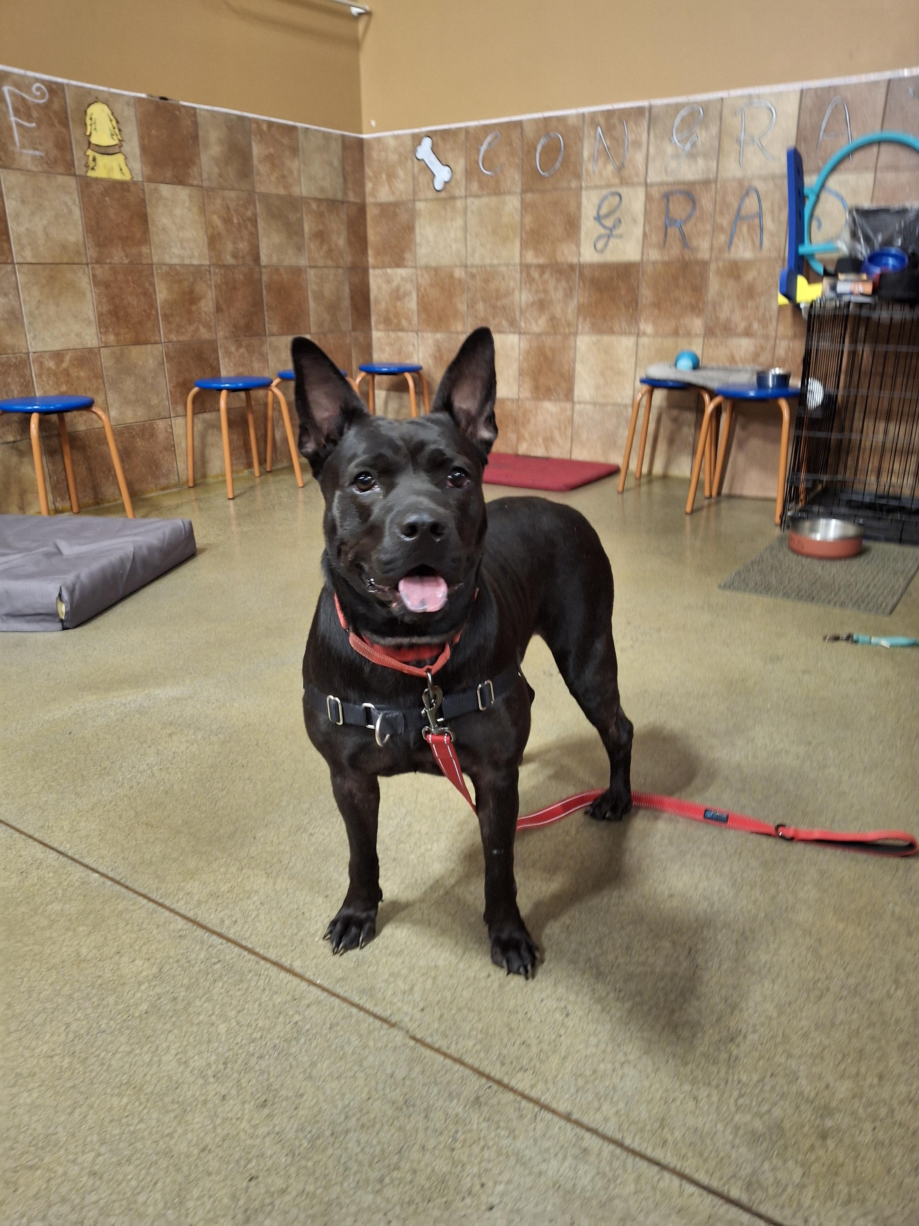 NONNIE, Adoptable, Young Female Shepherd & Pit Bull Terrier.