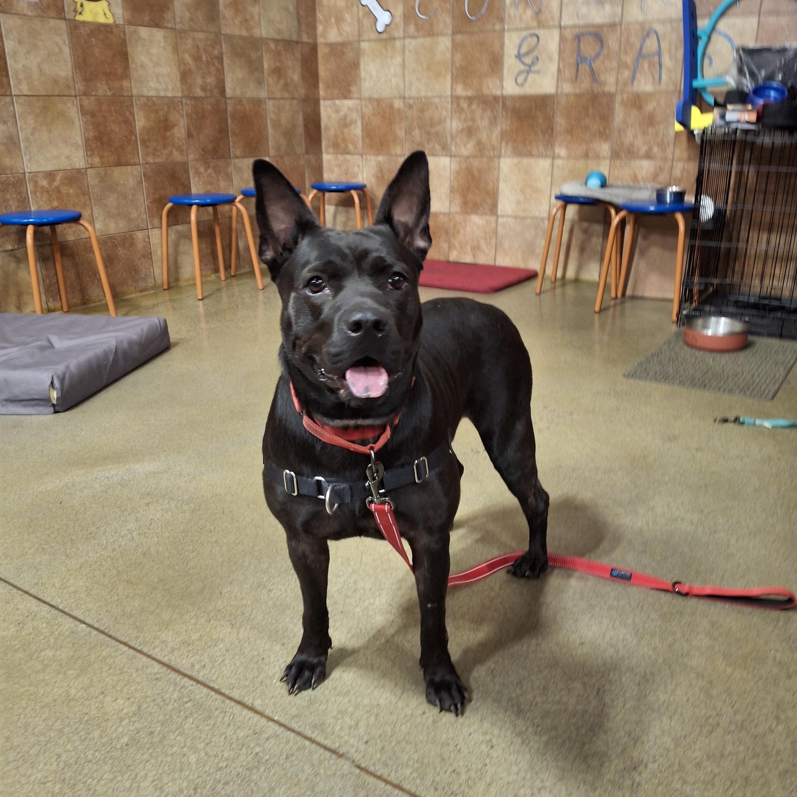 Enlarge NONNIE, a Adoptable mixed breed in Broadalbin, NY image 1/6