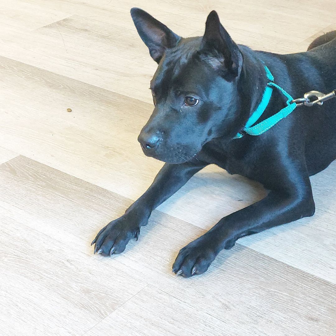 NONNIE, a Adoptable mixed breed in Broadalbin, NY image 3/6