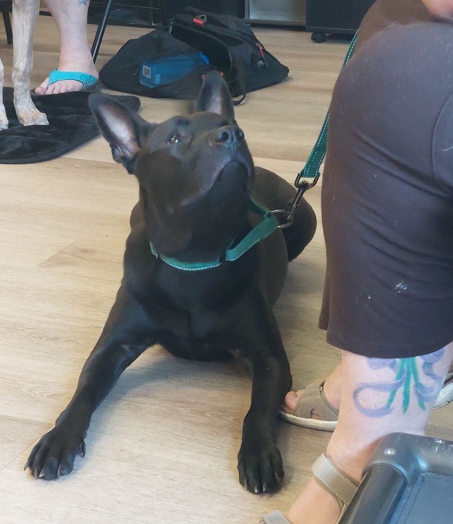 NONNIE, a Adoptable mixed breed in Broadalbin, NY image 4/6