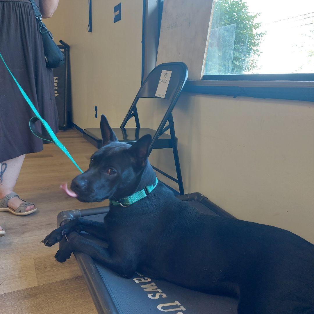 NONNIE, a Adoptable mixed breed in Broadalbin, NY image 5/6