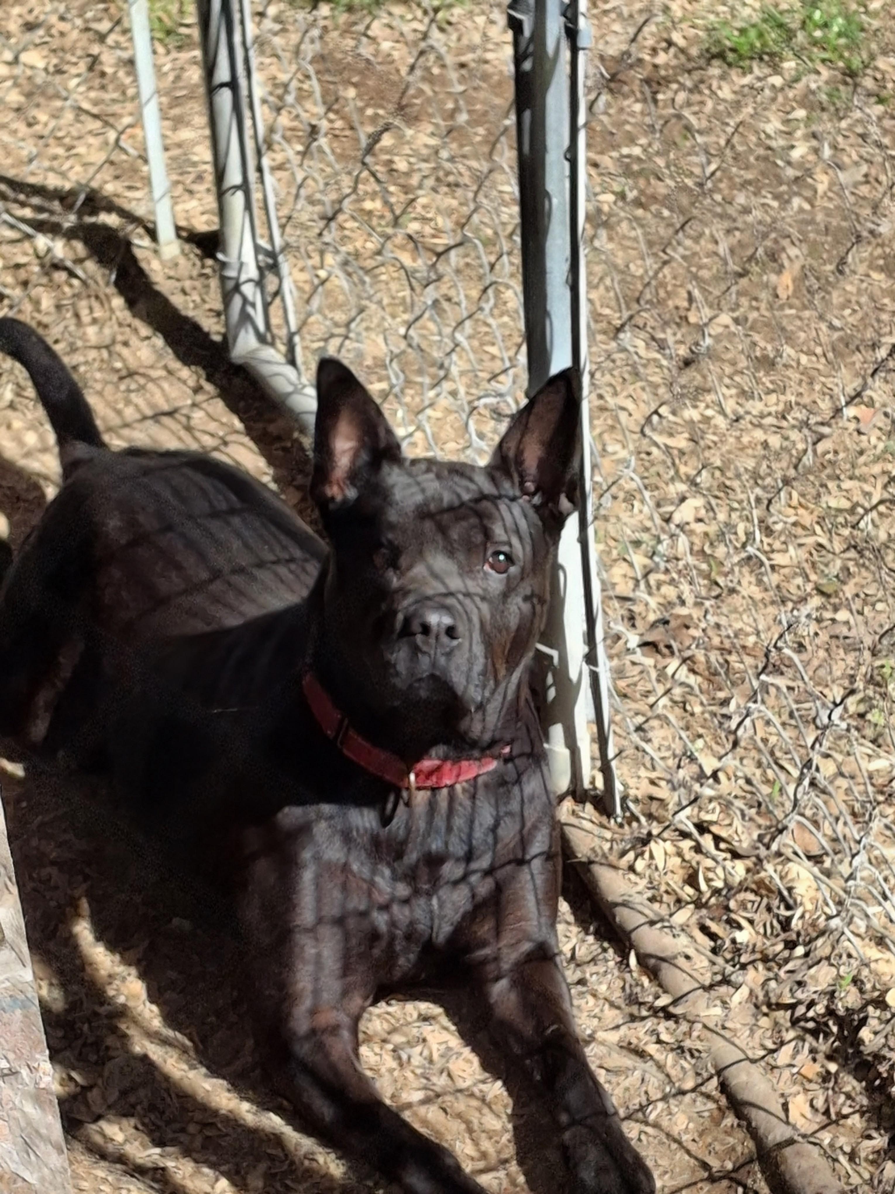 NONNIE, Adoptable, Young Female Shepherd & Pit Bull Terrier.