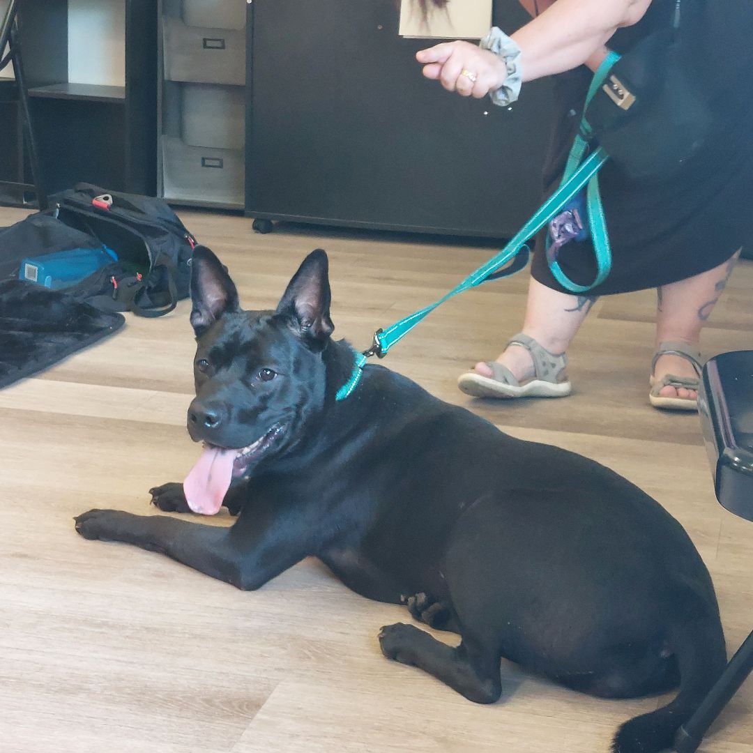 NONNIE, a Adoptable mixed breed in Broadalbin, NY image 6/6