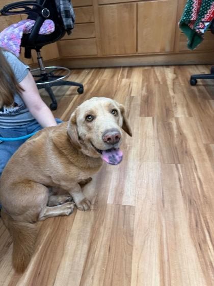 Enlarge Lenny, a ADOPTABLE mixed breed in Canon City, CO image 1/1