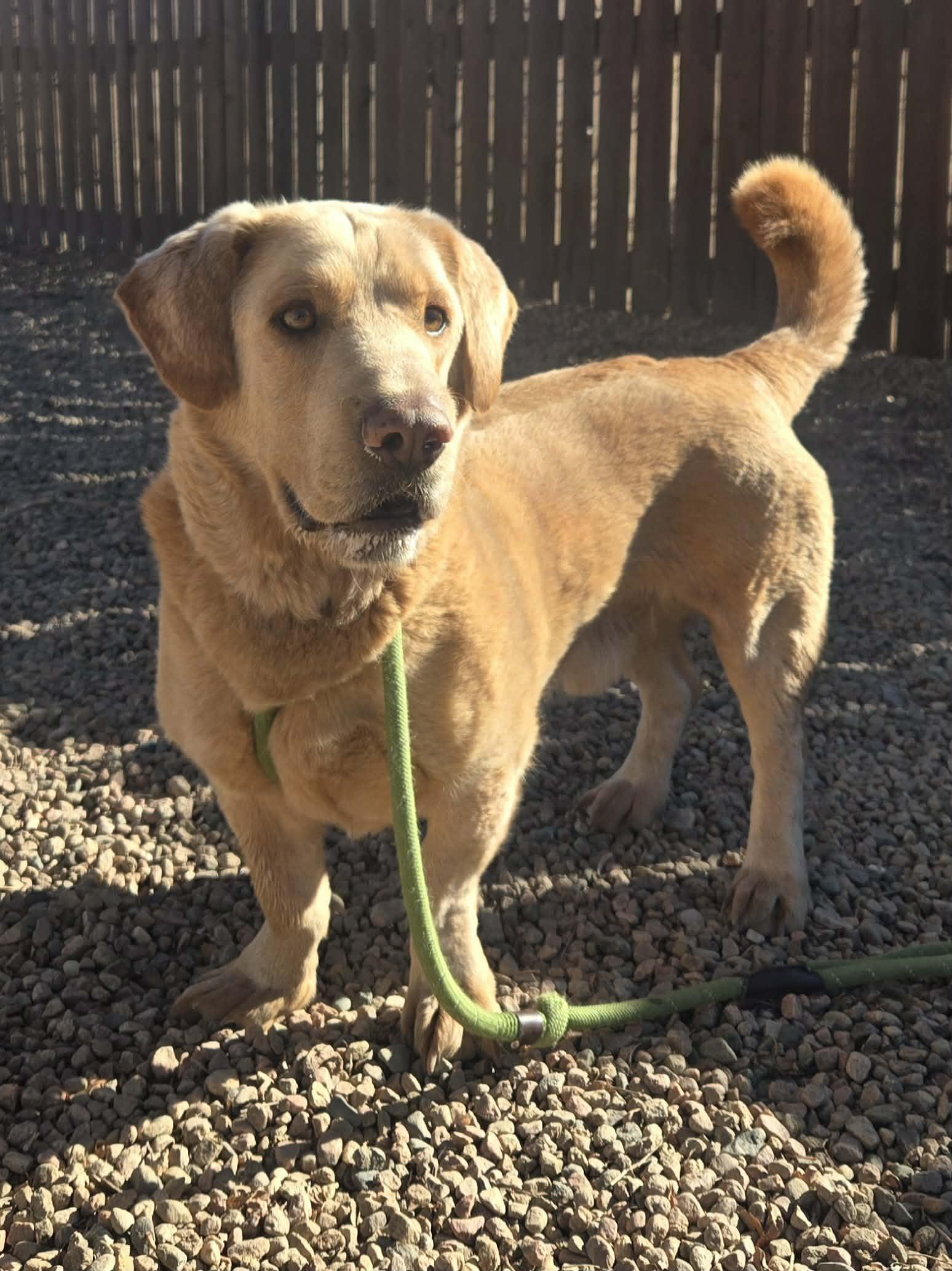 Lenny, ADOPTABLE, Adult Male Basset Hound.