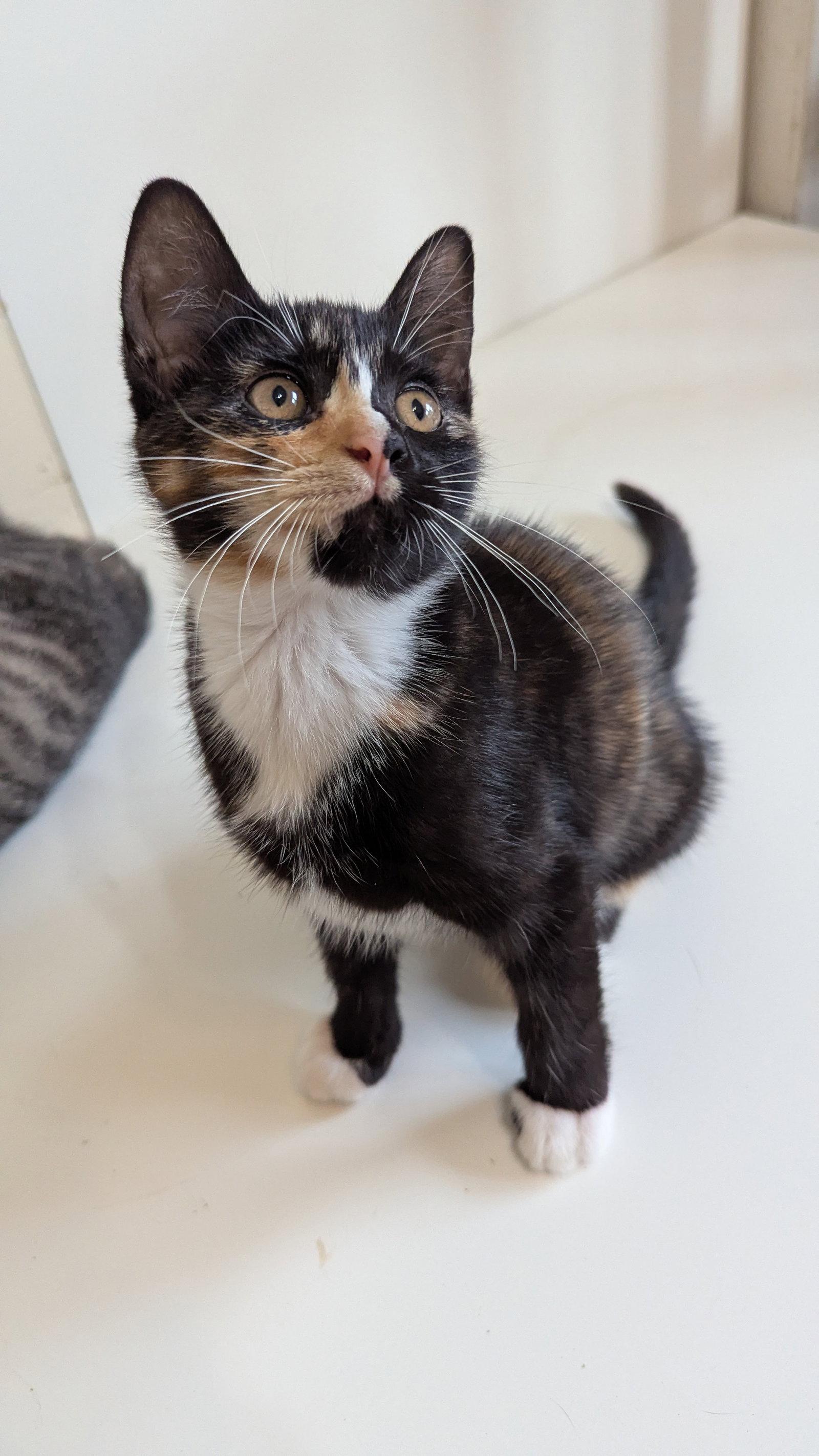 Enlarge Callie, a Adoptable Domestic Short Hair in McKinney, TX image 1/1