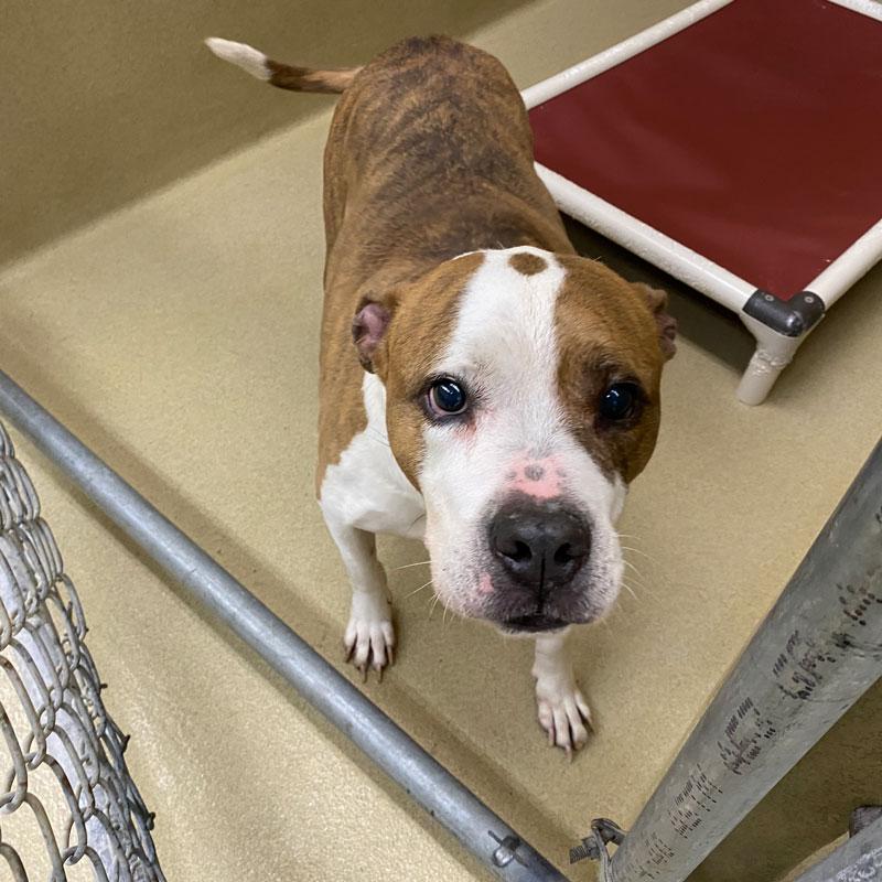 Enlarge Samuel #22610, a ADOPTABLE mixed breed in Monroe, GA image 2/4