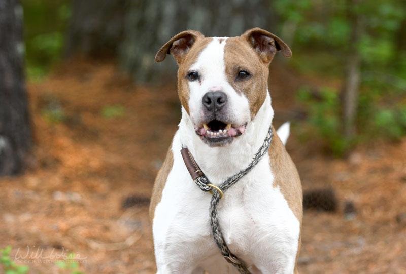 Enlarge Samuel #22610, a ADOPTABLE mixed breed in Monroe, GA image 3/4