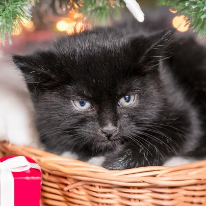 Enlarge Moe, a Adoptable mixed breed in Camano Island, WA image 1/1