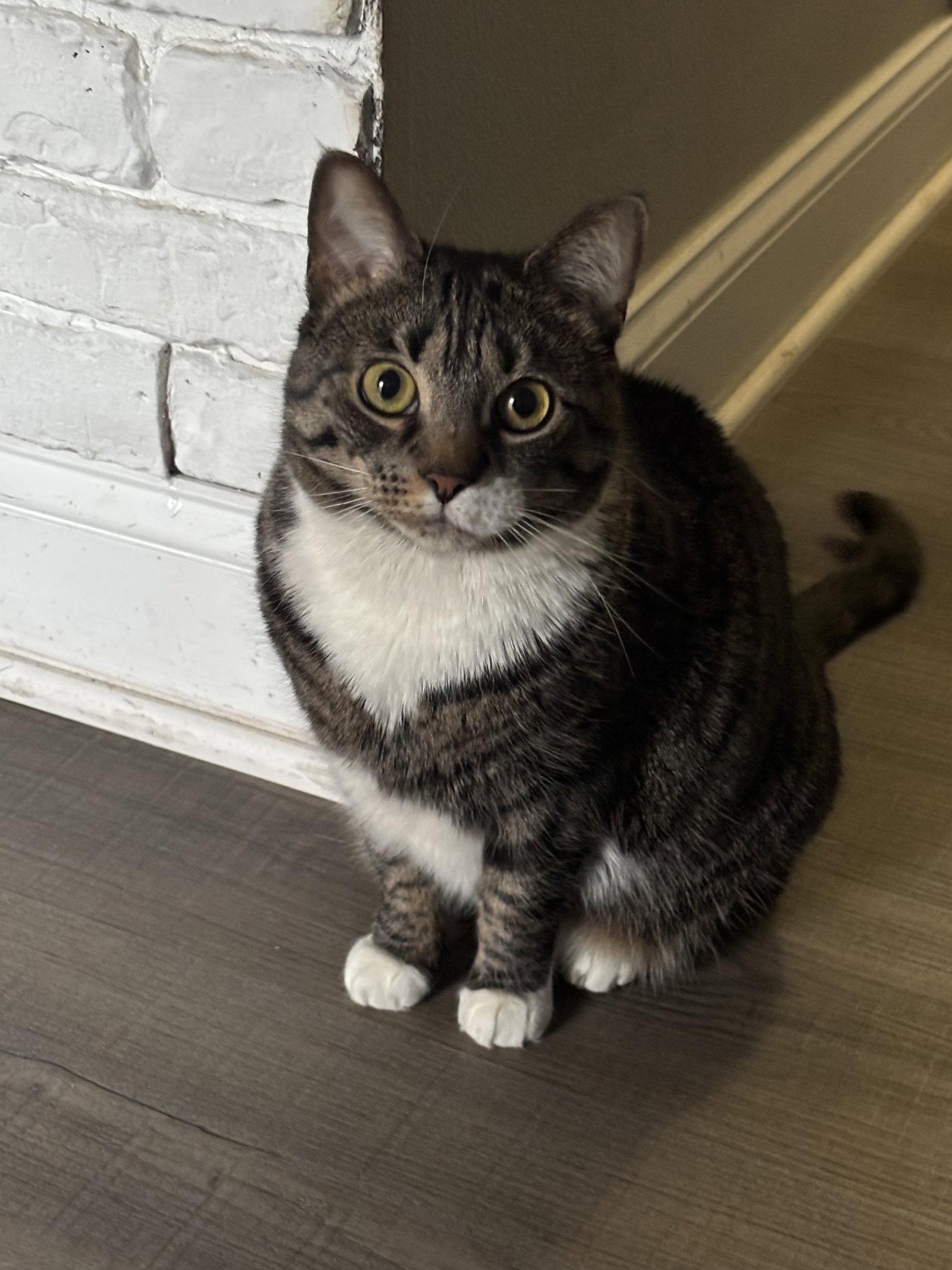 Enlarge Matsi, a Adoptable Domestic Short Hair in Trenton, NJ image 1/3