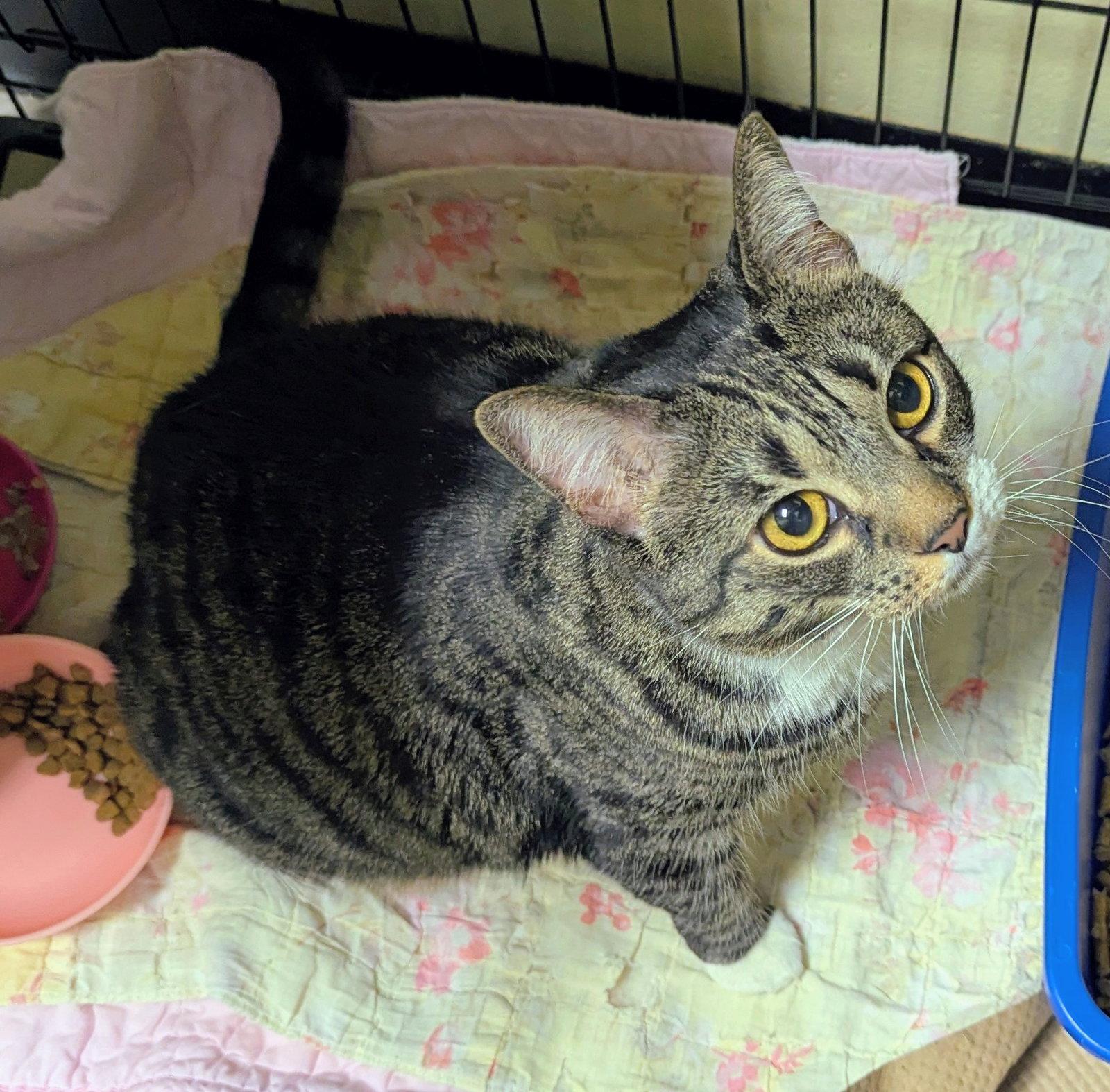 Enlarge Matsi, a Adoptable Domestic Short Hair in Trenton, NJ image 2/3